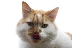 Join a pet club or organization!