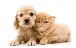 Dog lover? Cat lover? Join a pet club and meet other people passionate about animals!