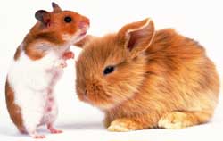 Pet clubs for exotic pets