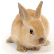 Rabbit lovers unite with pet club memberships!